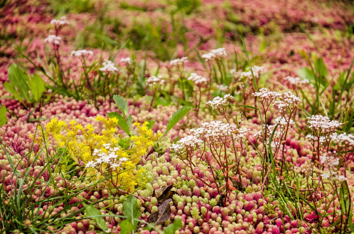Close up of a vegetated roof with sedum in shades of green, yellow, white and red